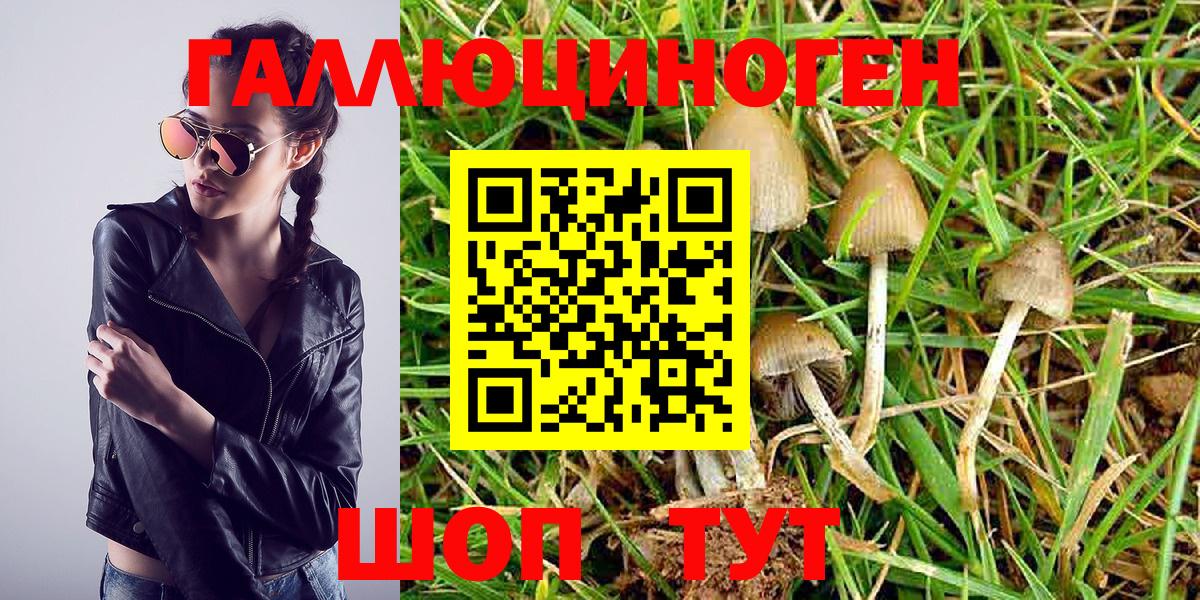 купить наркотики цена  Вход с VPN  Ейск  Псилоцибиновые грибы Psilocybe 